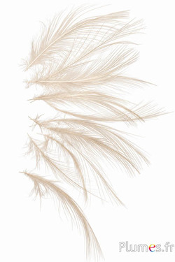 Airone - 8-11 cm - bianco-crema naturale